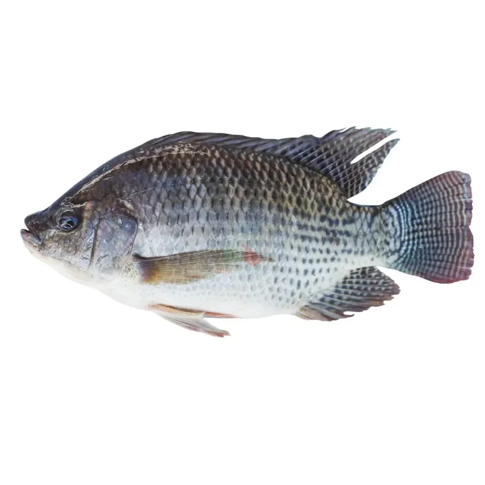 Frozen Fish Vietnamese Wholesale Fresh Black Tilapia IQF Frozen Customize Packing Export In Bulk Seafood