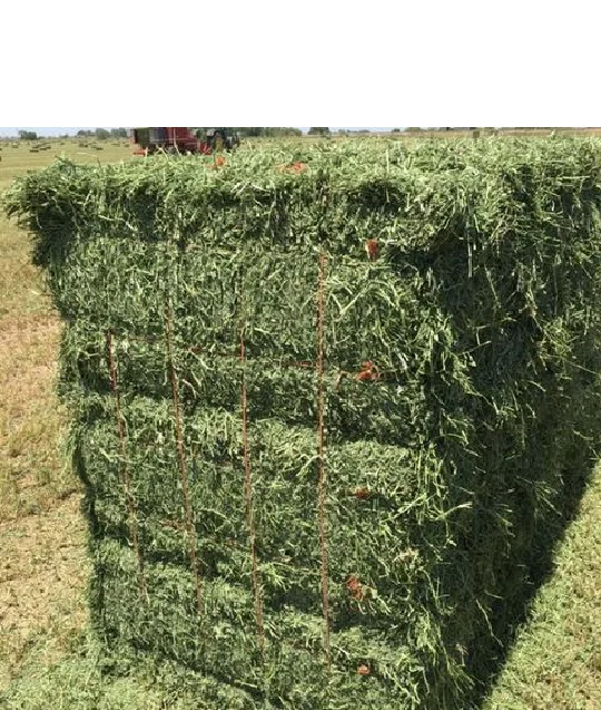 Natural Cattle feed Alfalfa Hay Animal Feed for sale High nutritional value
