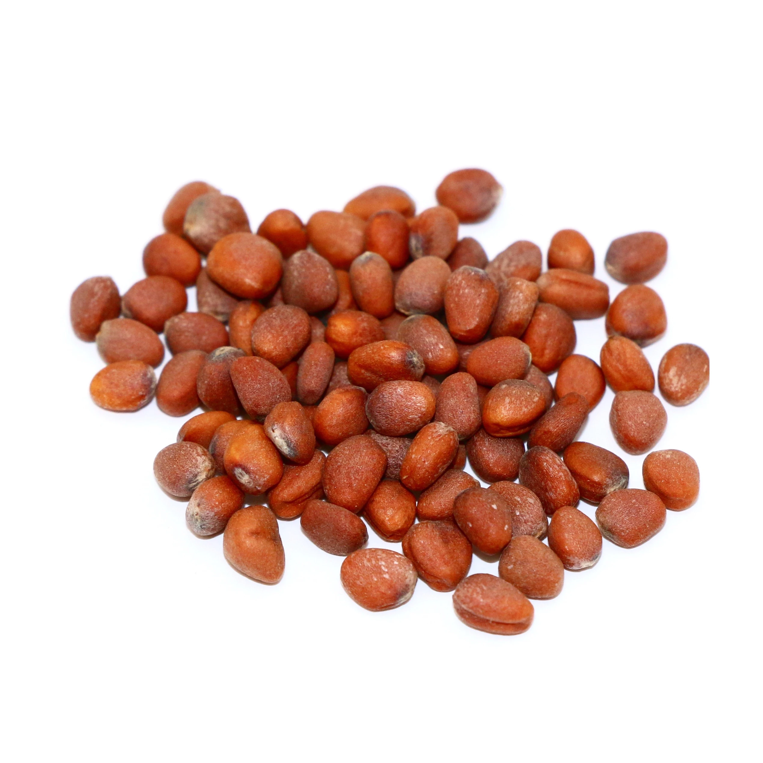 Factory Supply Extract Radish Seed Extract in bulk
