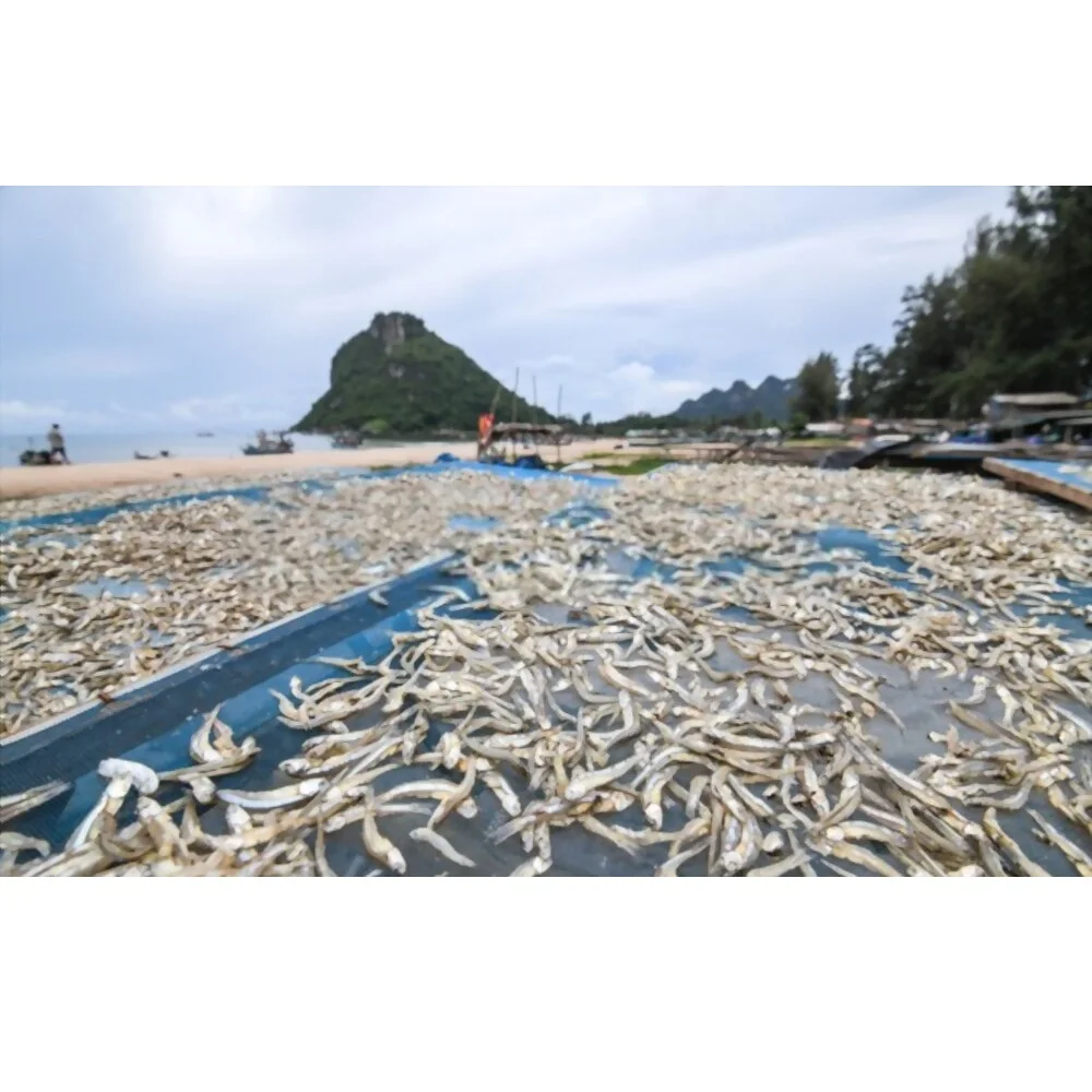 100% natural fresh anchovies Ingredients Sundry Bulk Dried Seafood Dried Salted Anchovies dry Anchovy