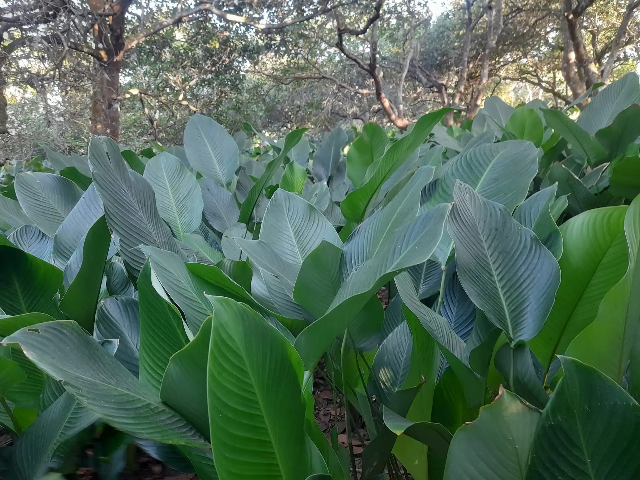 Dong Leaf Eco Friendly Wrapping Traditional Cake In Vietnam Decorating Food For Food Stuff Replace To Plastic Bag Biodegradable