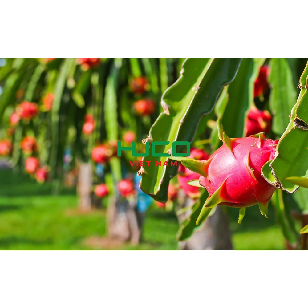 New Crop Fresh Fruit From Viet Nam Premium Quality Red Flesh Dragon Fruit 100% Organic Fresh Fruit