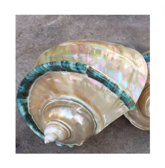 Высококачественная полированная Морская ракушка синяя линия-хорошая цена морская раковина для украшения подарка-высококачественный декор