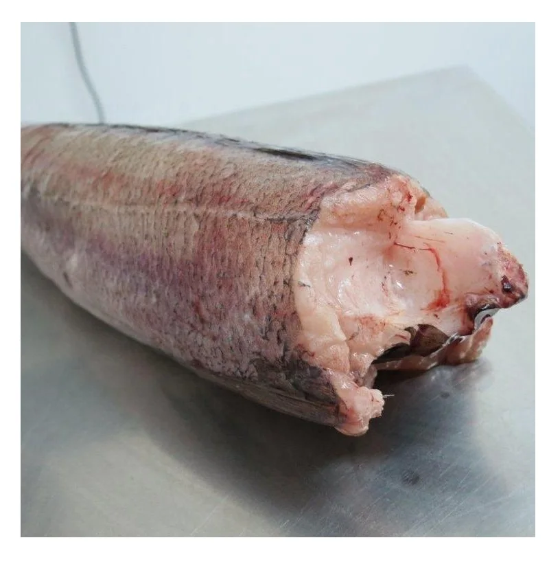 Wholesale Manufacturer and Supplier From Germany Hake whole fish, Frozen Hake fish fillet hake High Quality Cheap Price