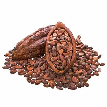 Cocoa Bean  wholesale Price High Quality Raw Cocoa Bean
