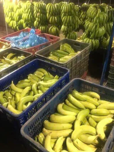 Wholesale Fresh Cavendish Banana Long Size Packed in Box Vietnam high quality Cavendish banana factory direct price free sample