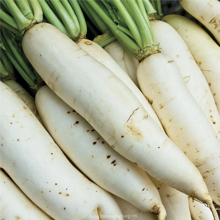 Export Fresh Organic Vegetables Vietnam Organic White Radish// Hot sale fresh white radish fresh vegetables