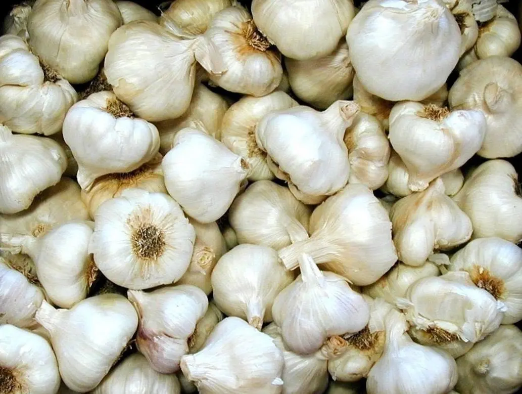 white garlic