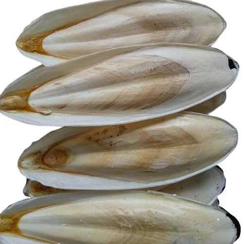 Hot Sale Cuttlefish Bones Dried cuttlefish bone Cuttle fish bone
