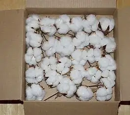 Raw Cotton Fiber.018.jpg