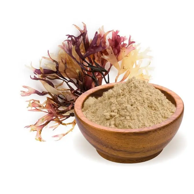 HIGH QUALITY VIETNAM CARRAGEENAN/ SEA MOSS POWDER FOR FOOD AND BEVERAGE - NATURAL GELLING THICKENER
