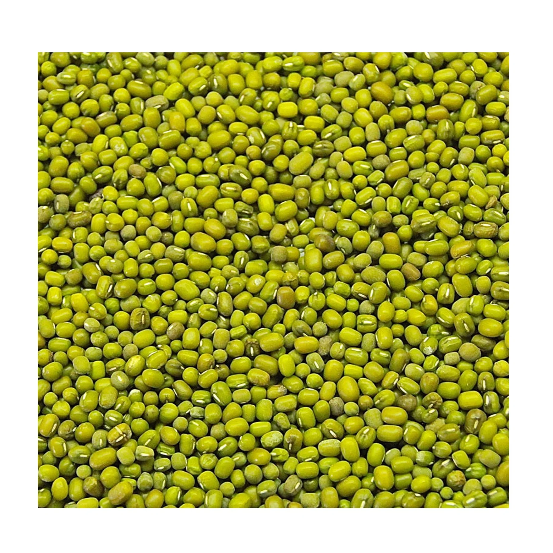 Quality Assurance New Corp Natural Green Moong Dal Wholesale Price Indian Moong Dal Bean / Chana Dal Export