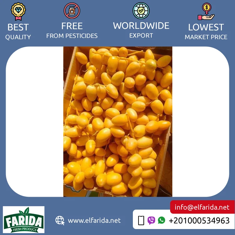 Egyptian Supplier Selling Good Quality Wholesale Sweet and Delicious Taste Natural Fresh Fruit Barhi Dates / Berhi Dates