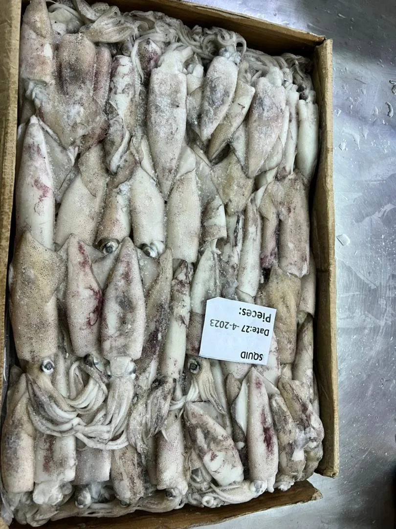 FRESH FROZEN LOLIGO SQUID WHOLE ROUND GOOD QUALITY YEMEN ORIGIN