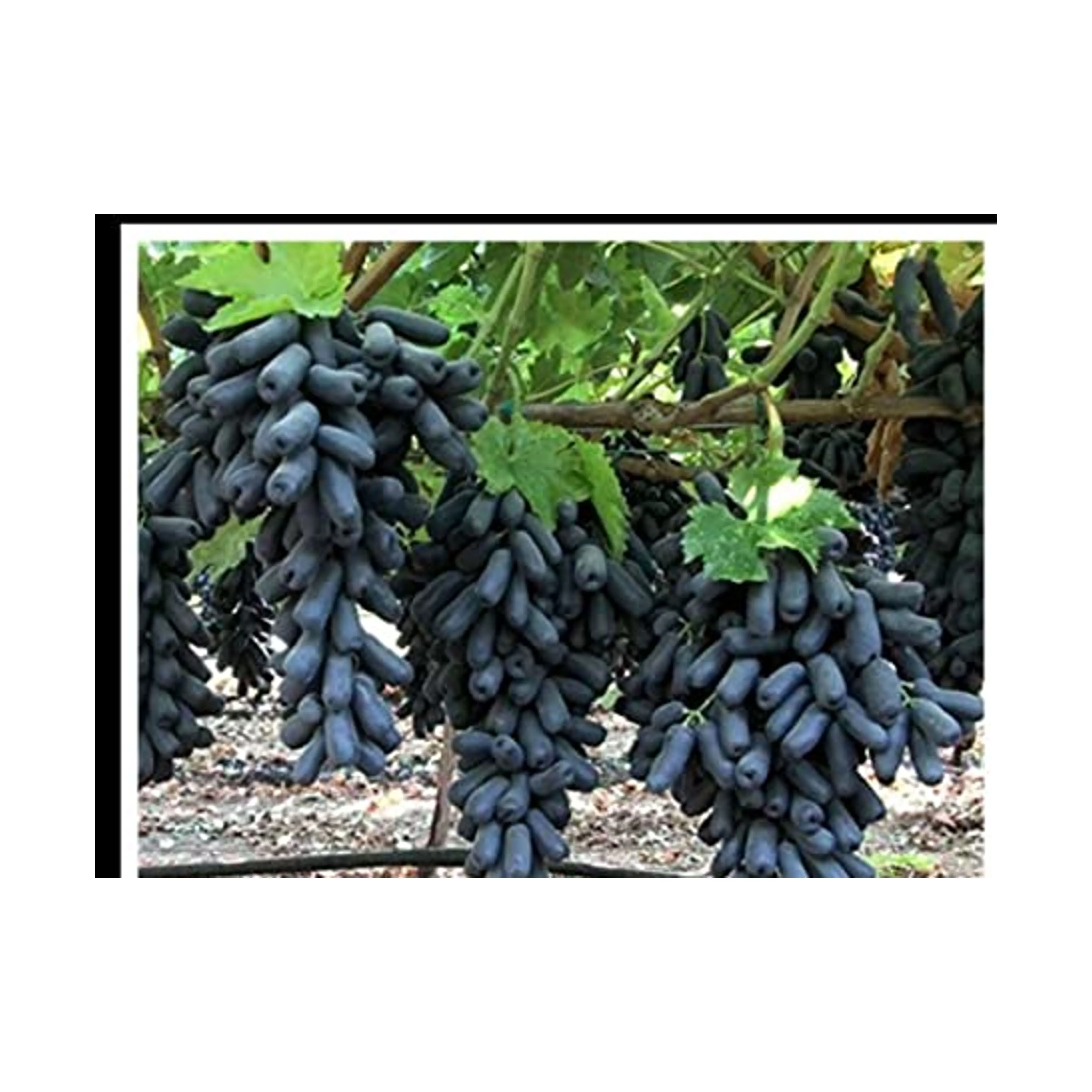 Wholesale Cheap Price Best Quality Fresh Fruit White Globe Seedless Grapes For Sale Worldwide Exports High Sweet Fresh Shine Mus