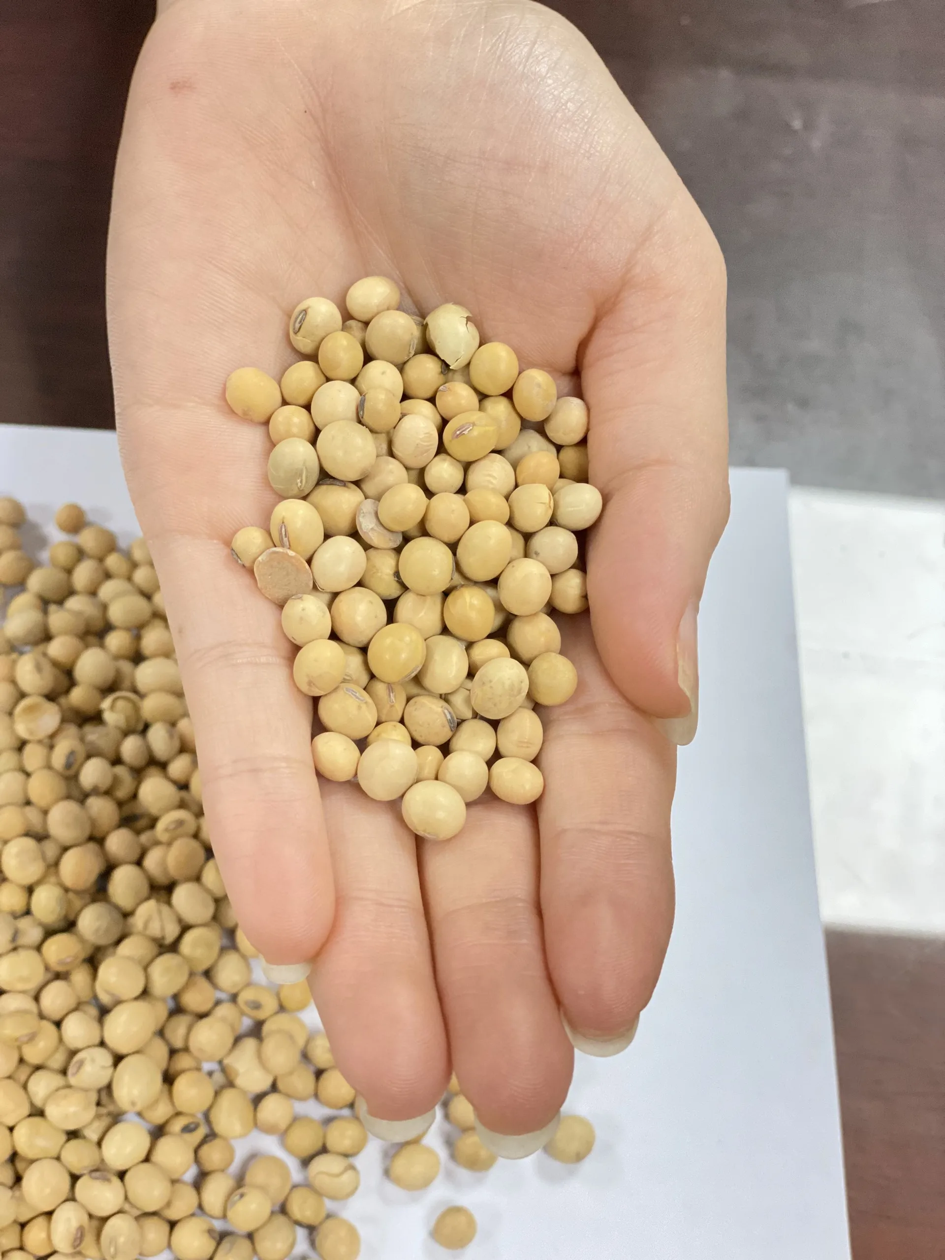 Factory Wholesale Organic Soybeans Non Gmo Soy Top Grade Yellow Soybeans For Making Tofu