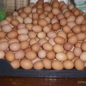 Wholesale Fresh Table Chicken Eggs - Fresh Table Chicken Eggs