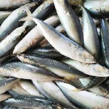 Wholesale IQF Frozen Mackerel Fish Whole Round Frozen Fillet  Seafood