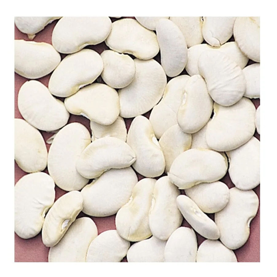 Wholesale Price Supplier of Large Lima Beans Bulk Stock With Fast Shipping