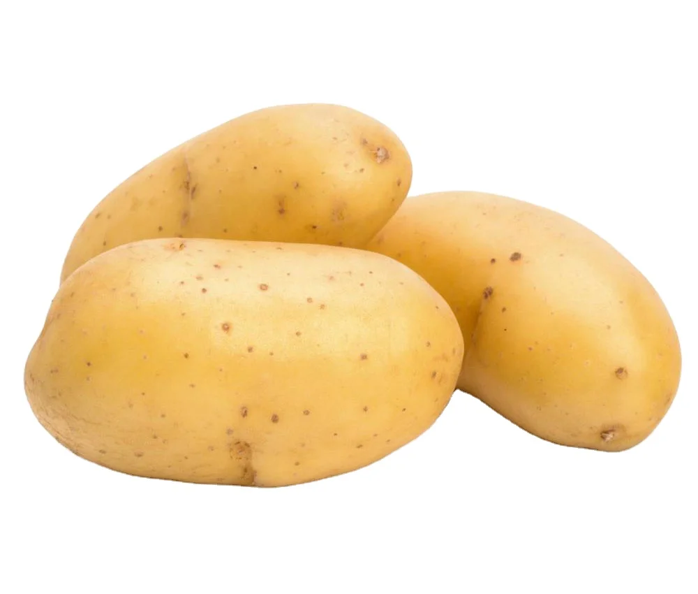 Fresh White Holland Potato/ Red Irish Potato Hot Sale Fresh New Crop  for Export