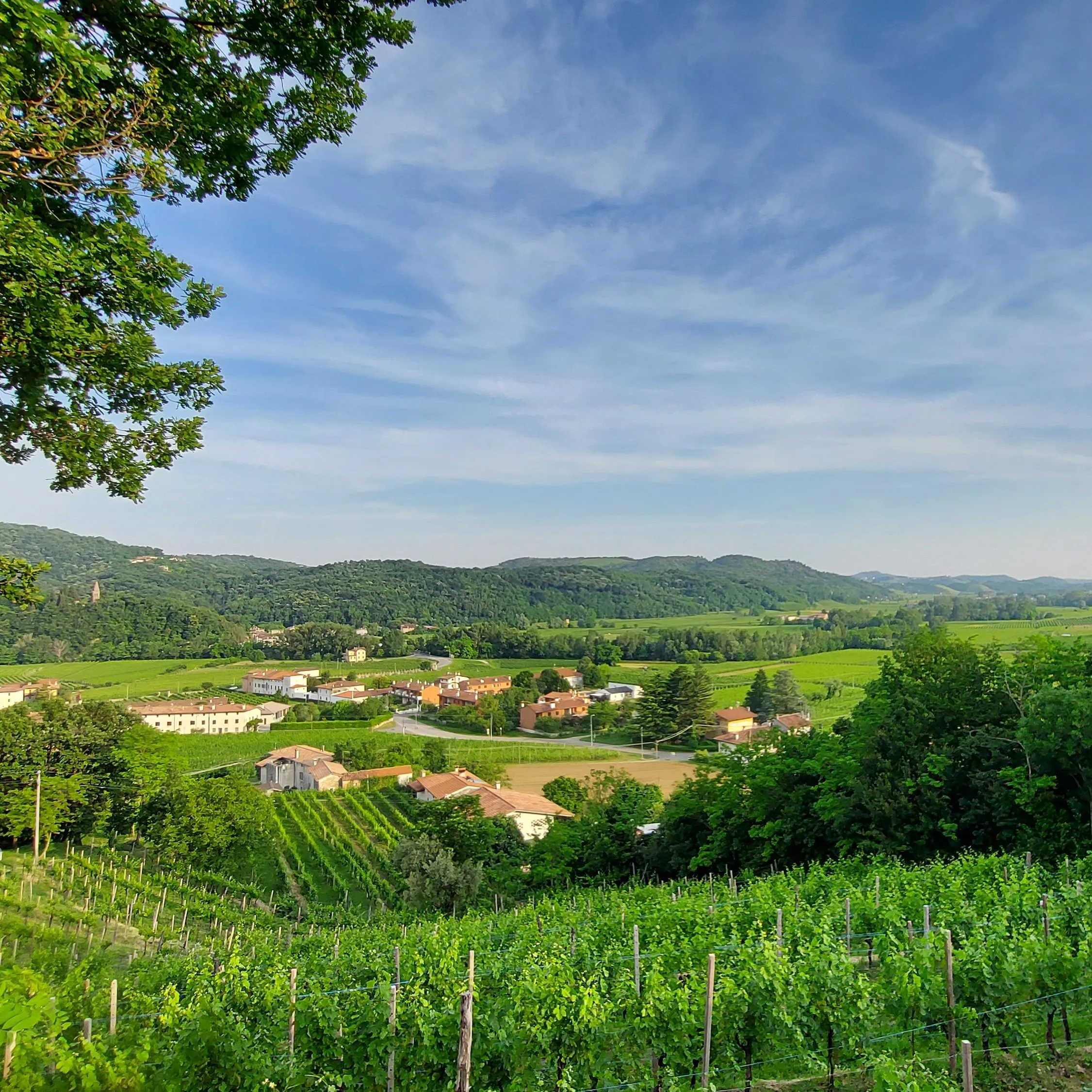 NEW VINTAGE SUMMER OFFER Italian Wine Vigna Petrussa SCHIOPPETTINO DI PREPOTTO & SCHIOPPETTINO RISERVA Doc 75cl for horeca