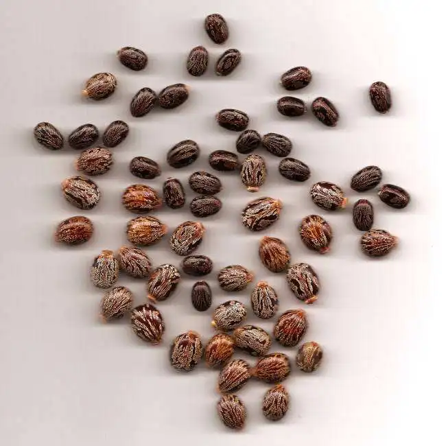 Top Quality Jatropha seeds for sale