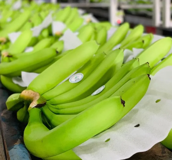 Vietnamese bananas exported worldwide/good price/100% tax free