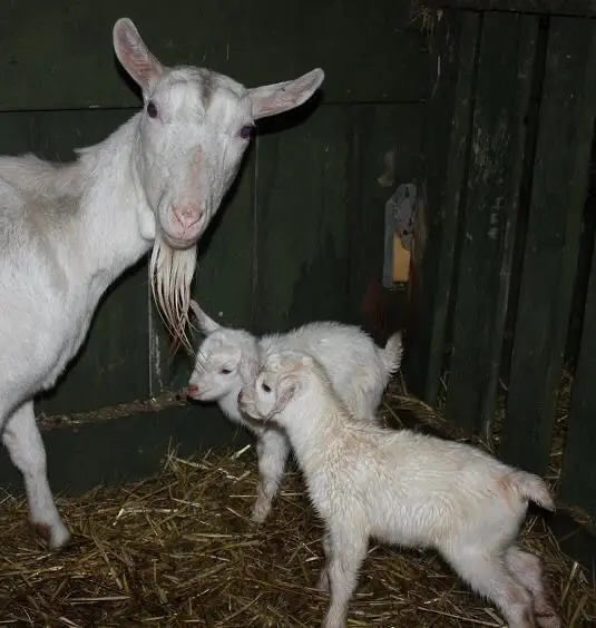 Live Saanen Goat For sale High Quality Live Stock Boer Goat Available For Sale At Low Price