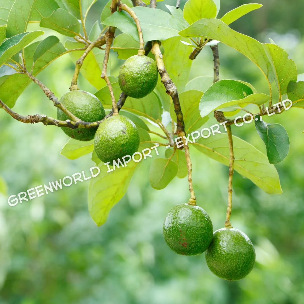 Лучшая цена на этот месяц-Замороженный авокадо высокого качества по лучшей цене из зеленого мира-лучший вариант для вас