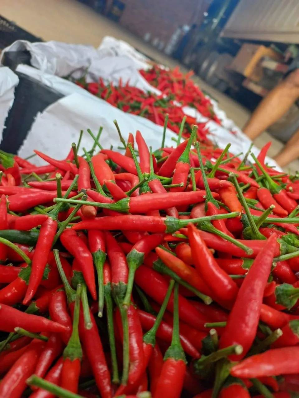 100% High Quality Chili Wholesale Fresh Red Chili Best Price Red Hot Chili Vietnam Ready To Ship For Seasoning and Spices