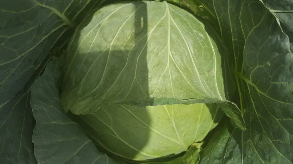 100% from Natural Cabbages with Premium Quality and Lowest Price Vietnam origin