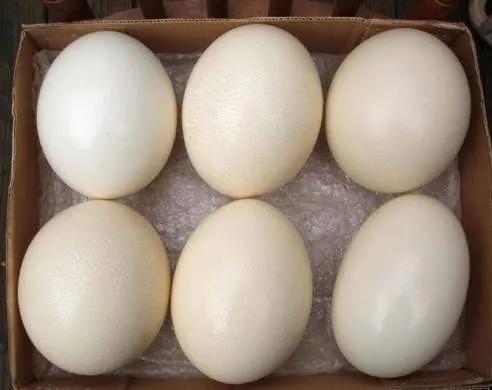 eggs of Ostrich for sale now ready for export worldwide