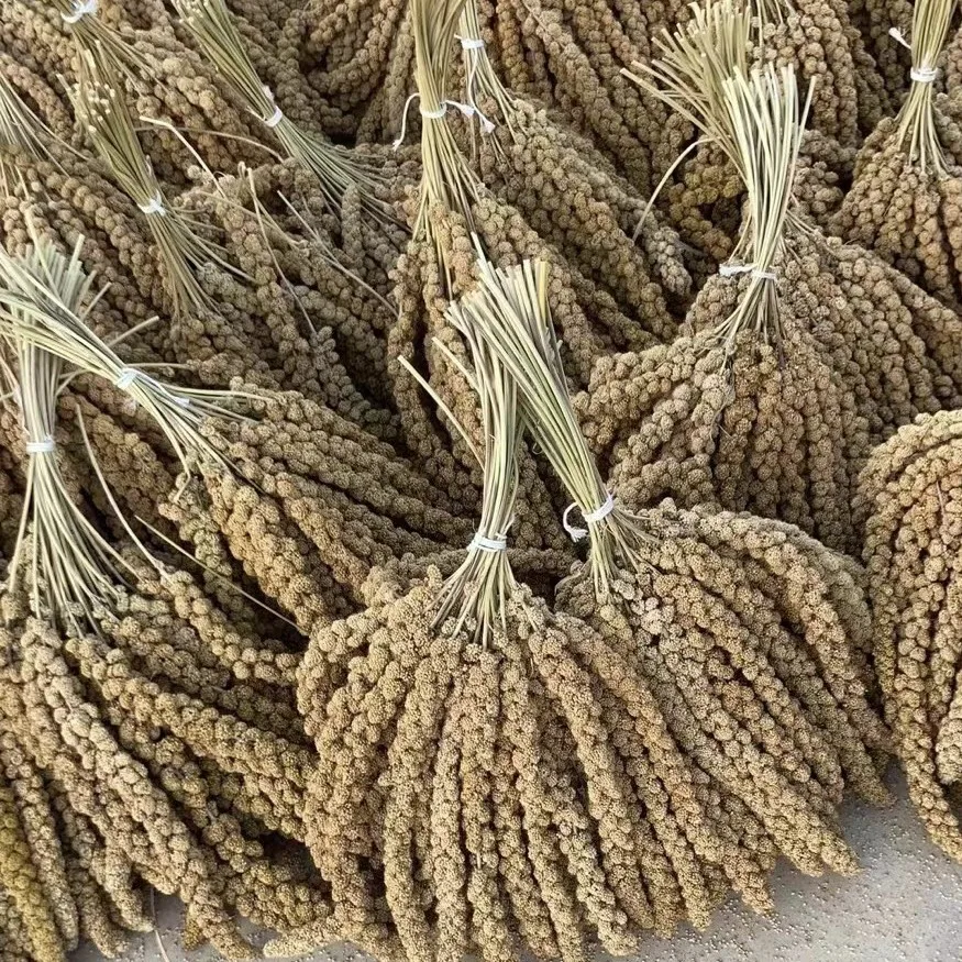 BEST PRICE! Yellow Millet Spray China Origin for Bird feeding Wholesale Bird Food Yellow Millet Spray BULK Dried Millet Spray