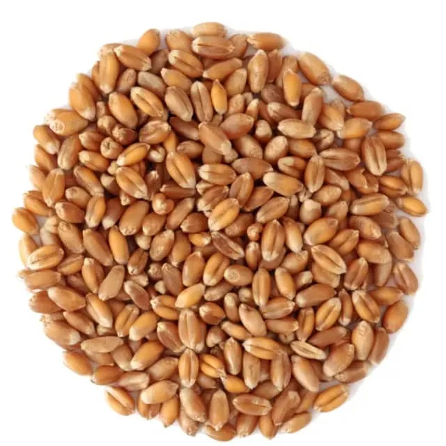 Top-Quality Whole Wheat Grains Perfect for Healthy Living Premium Quality Whole Wheat Grains
