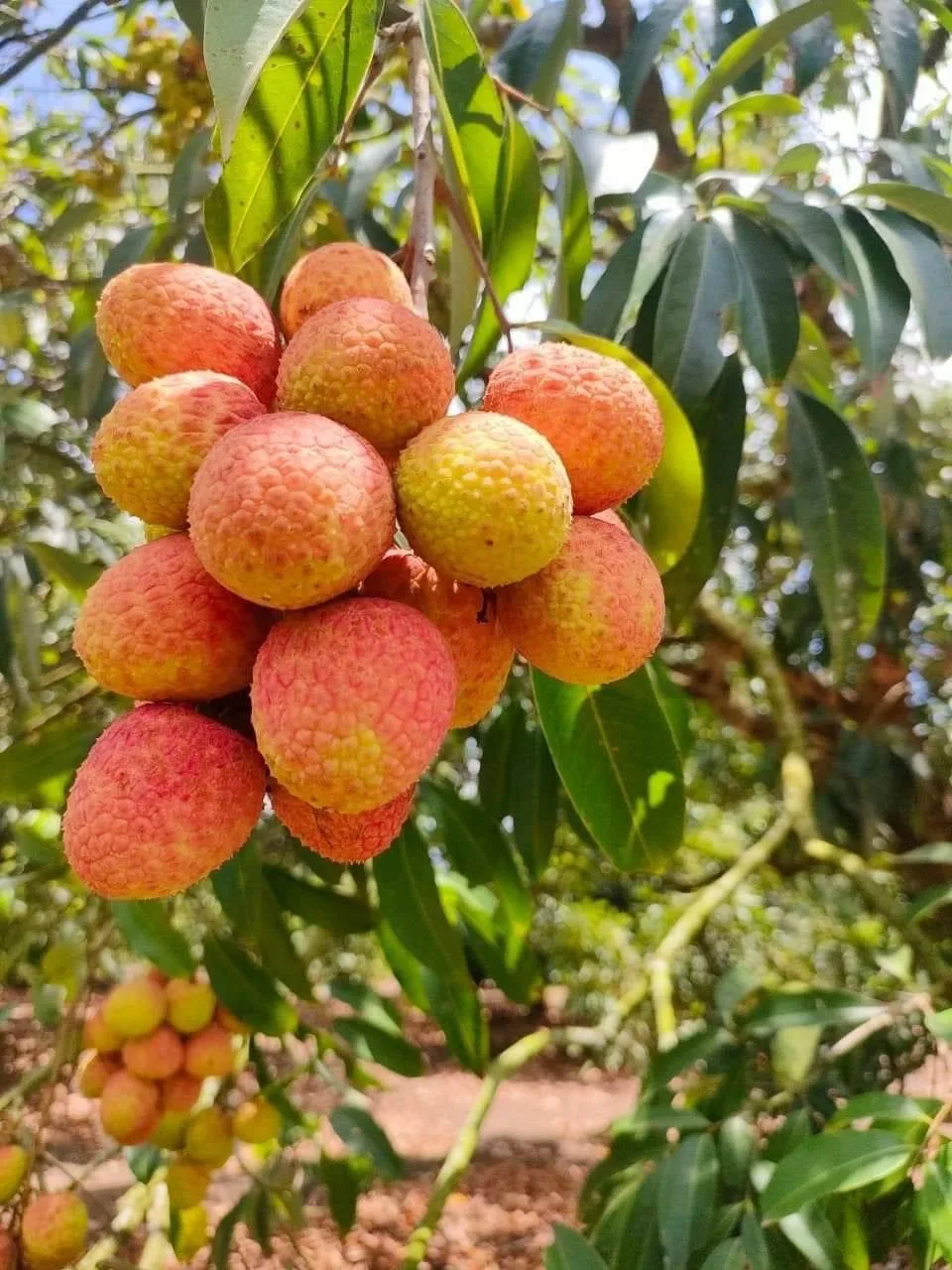 High Quality Lychee Fresh Fruit Best Seller from Vietnam fruit Sweet And Juicy Lychee lichee latest season competitive price