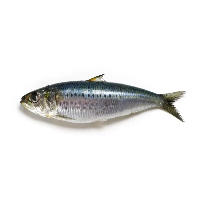 Spanish Pilchard Sardine Fish Available in Bulk / Spanish Sardin Fish 10kg Packaging