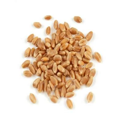 Organic Dried Wheat Grain for Human Consumption and Animal Feed Imported and Exported for Sales