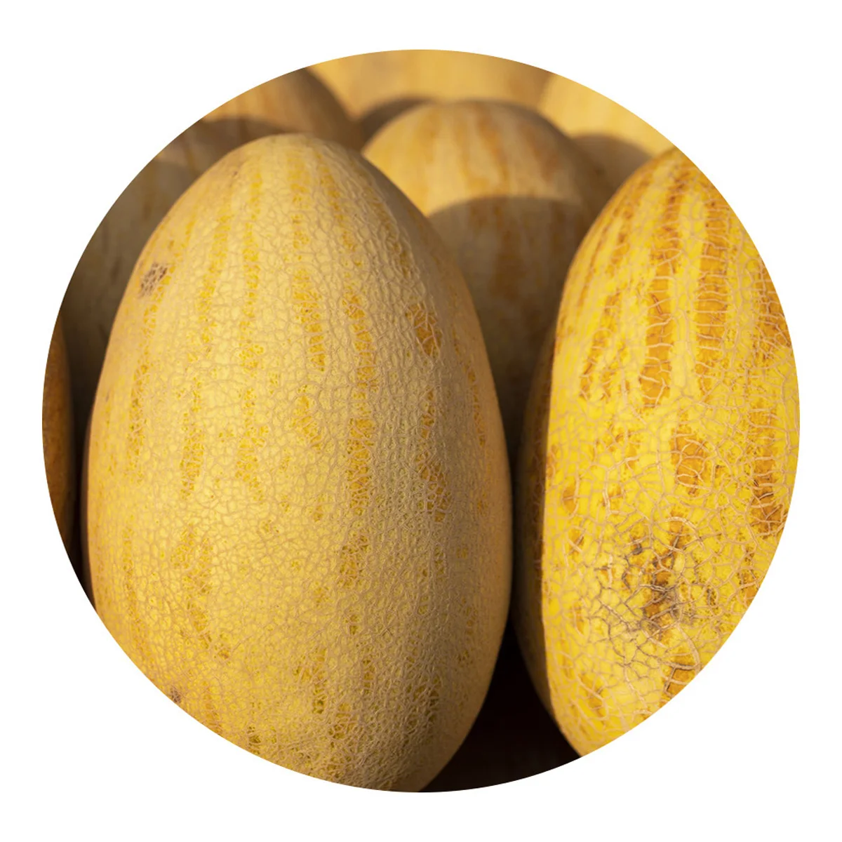 Fresh melon for sale own production wholesale low price