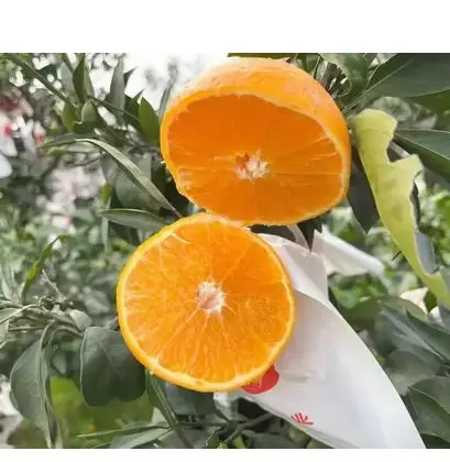 Chinese fresh navel orange cheap price, delicious and juicy cheap navel orange