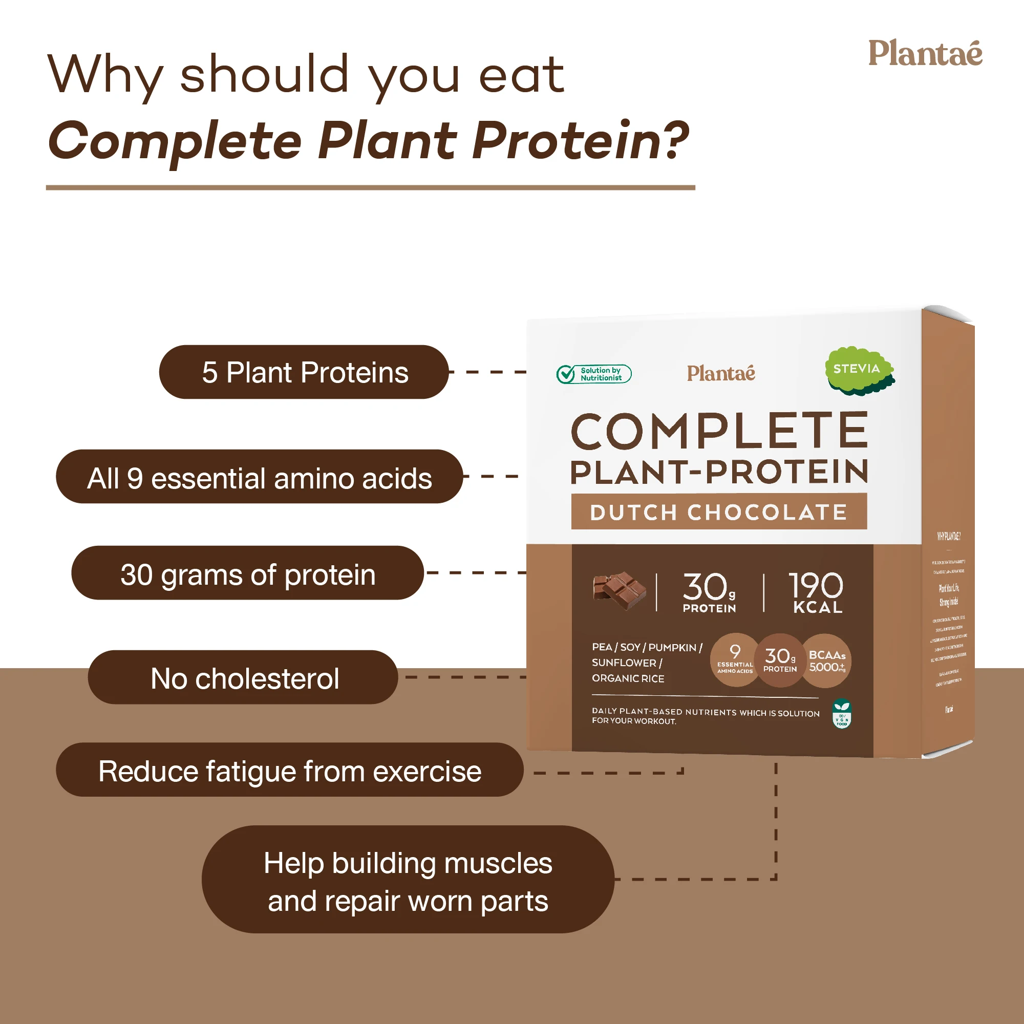 New! Recommended High Quality Complete Plant Protein Box Dutch Chocolate Flavor from Thailand High Protein