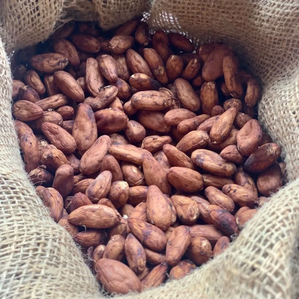 Wholesale High Quality Dried Organic Roasted Flavored Cocoa Beans High Quality Grade Sale by Bulk Supplier