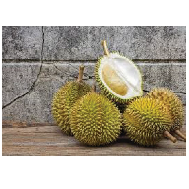 Wholesale Product Fresh Durian Fruit and Frozen Durian Products High quality to the US market