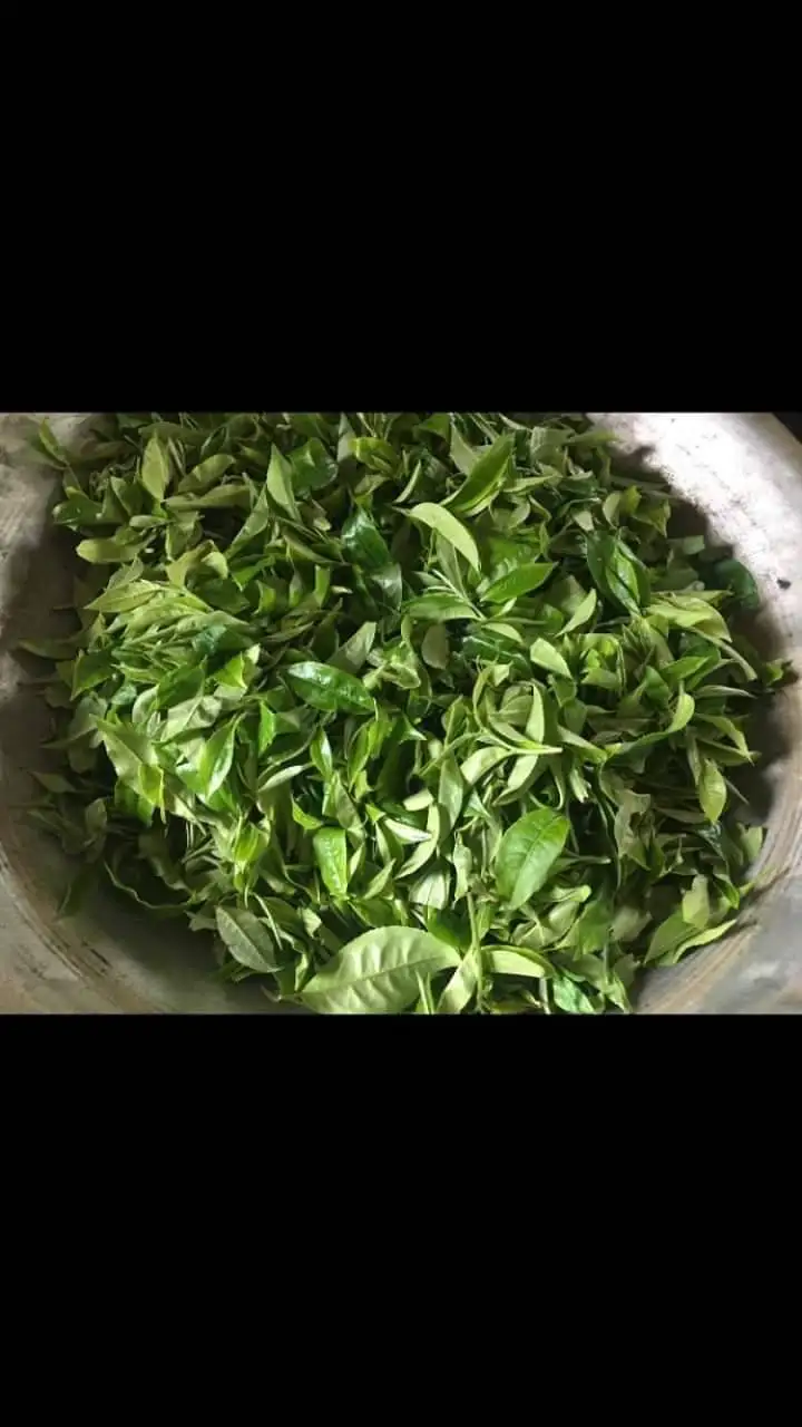 Assam Tea Leaves of Thailand Ready to Export