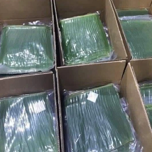 High quality banaba leaf for packaging foods environmentally friendly with competitive price from Vietnam