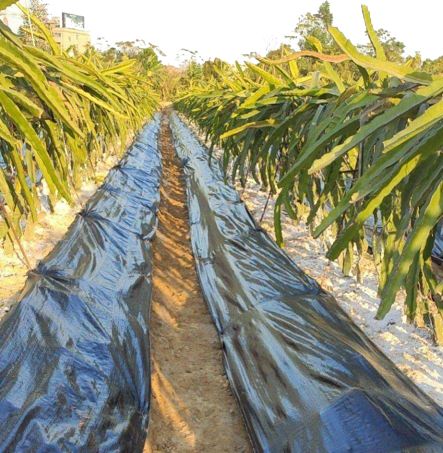 Factory Low Price Soil Erosion Control and UV Stabilized Prevent Grass Growth Ground Cover Landscape Fabric