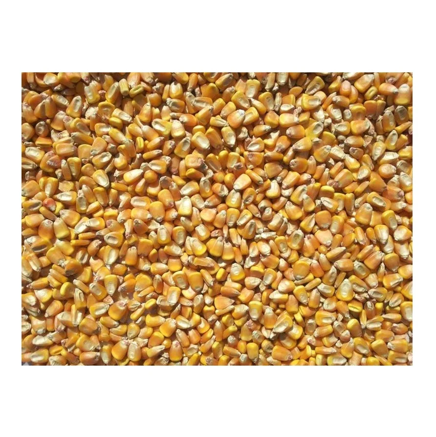 Dried yellow sweet yellow corn, Yellow Maize for sale.
