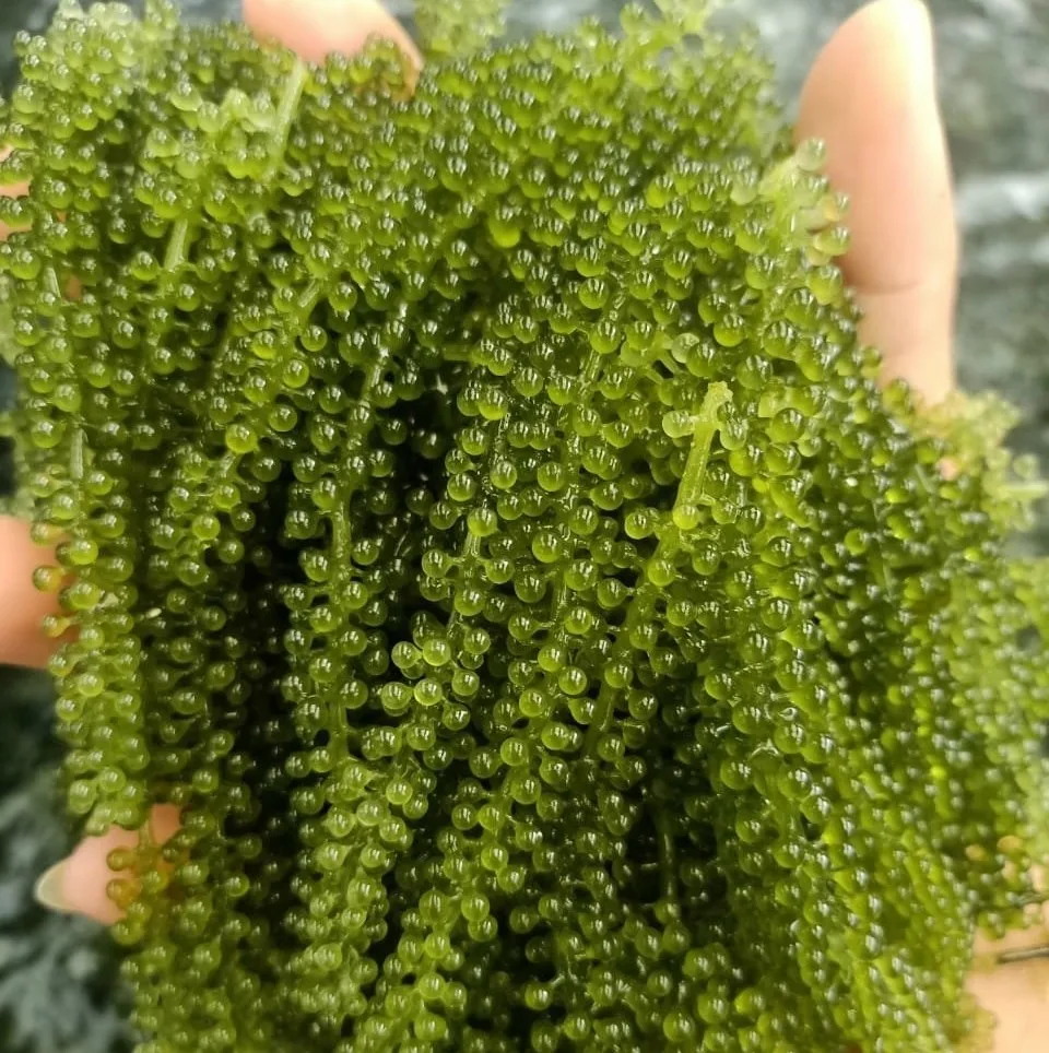 TOP SELLING SEA GRAPES - DRIED SEA GRAPE EXPORT STANDARD NATURAL DELICIOUS SEA GRAPES