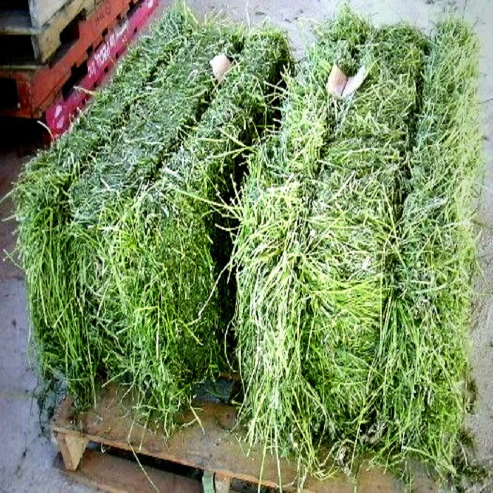Top Quality Alfalfa Hay Feed Bales Packaging Cattle horse Food Grade for Animal Feeding Stuff Alfalfa