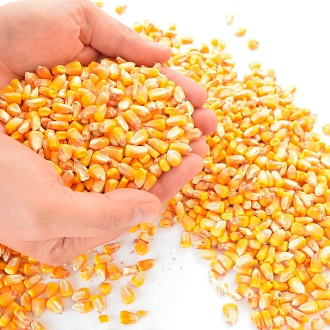 Non-GMO Yellow Maize Corn Prices / Corn Grains