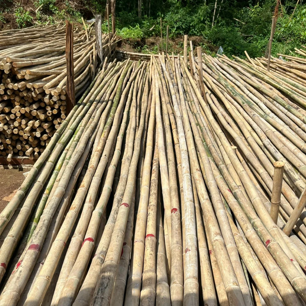 Moso Bamboo Poles Custom Service Natural Bamboo For Decor And Construction Bamboo Cane with Top Company